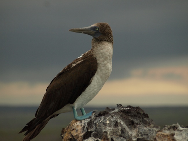 ../../Pictures/050210/068 Blaufuss Toelpel.JPG